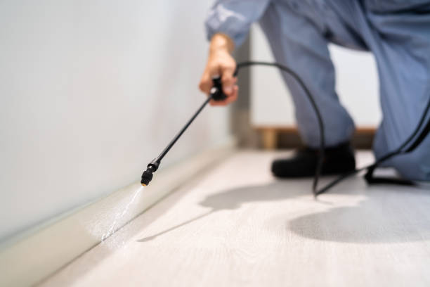 Licensed Wasp Removal service in New Carrollton, MD - Show Me Pest Control